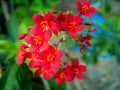 Bouquet of Red Spicy Jatropha Flowers Blooming