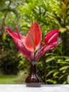 Bouquet of red tropical flowers Anthurium or Flamingo flower in ceramic vase stands in garden. Island Bali, Indonesia . Royalty Free Stock Photo