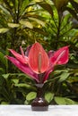 Bouquet of red tropical flowers Anthurium or Flamingo flower in ceramic vase stands in garden. Island Bali, Indonesia . Royalty Free Stock Photo