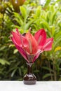 Bouquet of red tropical flowers Anthurium or Flamingo flower in ceramic vase stands in garden. Island Bali, Indonesia . Royalty Free Stock Photo