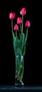 Bouquet of red Tulip flowers in a glass vase on an old vin.tage table on a black background Royalty Free Stock Photo