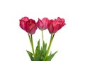 Bouquet of red tulip flowers isolated on white background Royalty Free Stock Photo