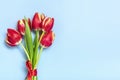 Bouquet of red tulips on blue background Top view Flat lay Holiday greeting card Happy moter's day, 8 March Royalty Free Stock Photo