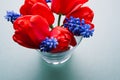 Bouquet of red tulips with blue muscari flowers on a light background. Royalty Free Stock Photo