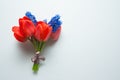 Bouquet of red tulips with blue muscari flowers on a light green background with copy space. Royalty Free Stock Photo