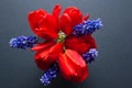 Bouquet of red tulips with blue muscari flowers on a textural dark background. Spring holiday card. Royalty Free Stock Photo