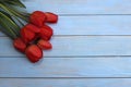 Bouquet of red tulips on a blue wooden background
