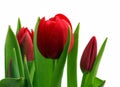 Bouquet of red tulips close-up