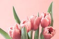 Bouquet of red tulips with dew drops, closeup, pink background Royalty Free Stock Photo