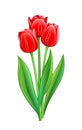 Bouquet of red tulips