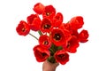 Bouquet red tulips flowers holds in hand isolated on white background. Still life, wedding Royalty Free Stock Photo