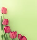 Bouquet of red tulips on green background with space