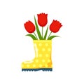 Bouquet of red tulips, green leaves in yellow rubber boot, isolated on white background Royalty Free Stock Photo
