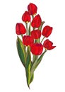 Bouquet of red tulips hand drawing on a white background