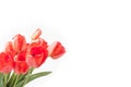 Bouquet of red tulips isolated on white background at left side Royalty Free Stock Photo