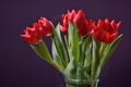 Bouquet of red tulips with leaves, close-up on a dark background