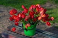 A bouquet of red tulips on an old wooden bench Royalty Free Stock Photo