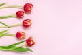 Bouquet of red tulips on pink background Top view Flat lay Holiday greeting card Happy moter's day, 8 March Royalty Free Stock Photo