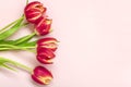 Bouquet of red tulips on pink background Top view Flat lay Holiday greeting card Happy moter's day, 8 March Royalty Free Stock Photo