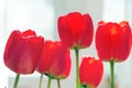 Bouquet of red tulips in soft selective focus