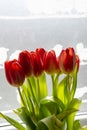 Bouquet of Red tulips Tulipa in the vase. Close up. Detail Royalty Free Stock Photo