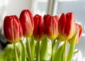 Bouquet of Red tulips Tulipa in the vase. Close up. Detail Royalty Free Stock Photo