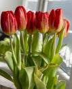 Bouquet of Red tulips Tulipa in the vase. Close up. Detail Royalty Free Stock Photo