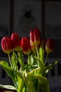 Bouquet of Red tulips Tulipa in the vase. Close up. Detail Royalty Free Stock Photo