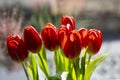 Bouquet of Red tulips Tulipa in the vase. Close up. Detail Royalty Free Stock Photo