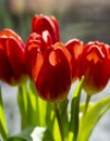 Bouquet of Red tulips Tulipa in the vase. Close up. Detail Royalty Free Stock Photo