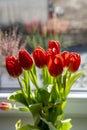 Bouquet of Red tulips Tulipa in the vase. Close up. Detail Royalty Free Stock Photo