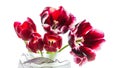 Bouquet of red tulips in a vase isolated on a white background Royalty Free Stock Photo