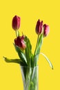 Bouquet of red tulips in a vase on a yellow isolated background Royalty Free Stock Photo