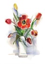 Bouquet of red tulips. Watercolor drawing, isolated on white background