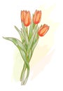 Bouquet of red tulips. Watercolor style.