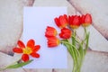 Bouquet of red tulips, white blank paper and one tulip on the left side, lie on a background in vintage style Royalty Free Stock Photo