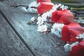 A bouquet of red tulips and white flowers on a background of wooden, old boards. Place for text. The concept of spring has come Royalty Free Stock Photo