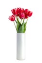 Bouquet of red tulips in white vase isolated on white background Royalty Free Stock Photo