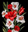 Bouquet of red and white gladioli on black background