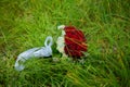 Bouquet of red and white roses fastened with white silk ribbon on a green background. Bride`s bouquet in fresh grass Royalty Free Stock Photo