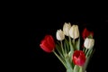 Bouquet of red and white tulips on a black background. Royalty Free Stock Photo