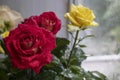 Bouquet of red, yellow and cream roses. On a wooden background, which stand on the windowsill. Window. Summer flowers Royalty Free Stock Photo