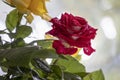 Bouquet of red, yellow and cream roses. On a wooden background, which stand on the windowsill. Window. Summer flowers Royalty Free Stock Photo