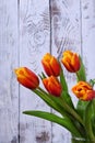 Bouquet of red and yellow tulips against the white background Royalty Free Stock Photo