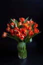 Bouquet of red-yellow tulips on a black background. Royalty Free Stock Photo