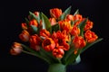 Bouquet of red-yellow tulips on a black background. Close-up Royalty Free Stock Photo