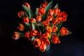 Bouquet of red-yellow tulips on a black background. Close-up Royalty Free Stock Photo