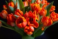 Bouquet of red-yellow tulips on a black background. Selective focus, close-up. Royalty Free Stock Photo