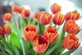 A bouquet of red yellow tulips with fresh green leaves in soft lights at blur background in a vase on table at sunny spring day Royalty Free Stock Photo