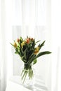 A bouquet of red and yellow tulips in a glass vase in the morning sun. Part of the interior, fresh flowers at home